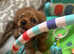 KC reg Health Tested Cavalier Puppies
