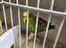 Pair of young budgies male and female