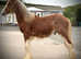 GUNNER YEARLING COB X CLYDESDALE