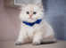 British longhair, blue eyes, registed kittens