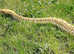 Burmese python female