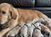 Golden retriever puppies