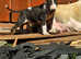 English bull Terriers, last chunky black and white male left