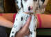 Adroable Dalmatian Puppies for sale
