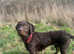 Labrador x Wirehaired Vizsla