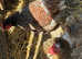 2 PEKIN HENS