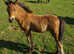 4 x Dartmoor foal