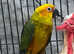 Baby Stunning Sun Conure Parrot,29