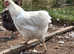 White wyandotte hens