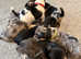 Jack Russel Puppys : Much wenlock : ONLY 3 LEFT
