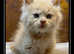 Championship lines GCCF registered Maine Coon kittens