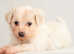 Beautiful Cute Puppy