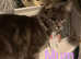 Black Smoke & Blue Maine Coon Kittens Ready May