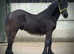 Registered fell colt