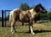 Zack cob / welsh d appaloosa