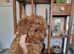 Red Cockapoo puppies 2 boys 1 girl DNA + Vet check