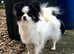 Beautiful loving girl needs new Human