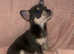 3 beautiful chihuahua puppies