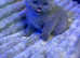Chunky british short hair kittens for sale