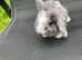 2 beautiful rabbits left