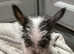 Chinese crested mix puppies for sale