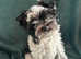 Small Biewer Terrier boys .DNA tested parents