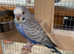 8 weeks baby budgies for sale