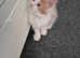 Maine coon male