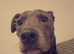Staffy/greyhound