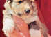Beautiful sable Shetland sheepdog puppies