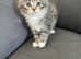 Mixed breed maine coon kitten