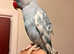 Gorgeous and rare pied blue hand tamed parrot