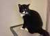 Beautiful male cat