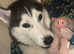 Husky Girl Available