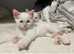 2 Burmese kittens left for sale