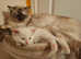 Siberian / Ragdoll