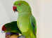 Beautiful young Indian ringnick parrot