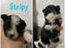 Yorkshire Biewer Terrier