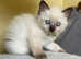 Beautiful Ragdoll Kittens Ready in September