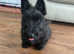 Traditional Scottish Terrier male Puppy