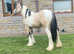 Hermits Spectacular Rival , Stunning Buckskin & White yearling cob colt