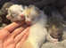Ragdoll cross kittens