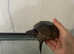 Terrapin turtle, tank and stand for sale
