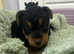 Welsh terrier puppies