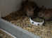 Two babies tort Netherland dwarf