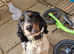 Springer pup