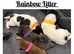 Stunning Rainbow Litter of Jack Russell Terrier Pups