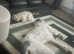 Loving sheperd to be rehomed urgently