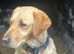 8week old male puppy for sale