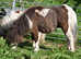 Standard Yearling Shetland Gelding